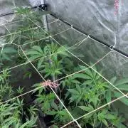 Rainbow Marker #2 (LIT Farms)