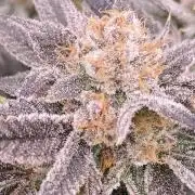 PLATINUMZ (In House Genetics)