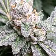Chrome Dome Clone (Compound Genetics)