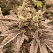Gas Cream Runtz (LIT FARMS)