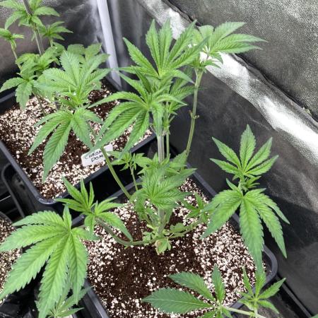 All Starz (LIT FARMS)