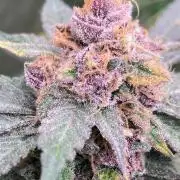 Blackcherry Punch Clones (In House Gen)