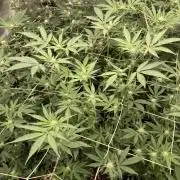 Gas Cream Runtz (LIT FARMS)