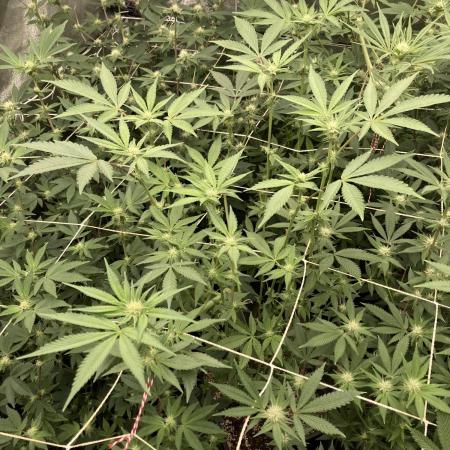 Gas Cream Runtz (LIT FARMS)