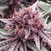CN#6 Pora’s Purple Clones (Relentless)
