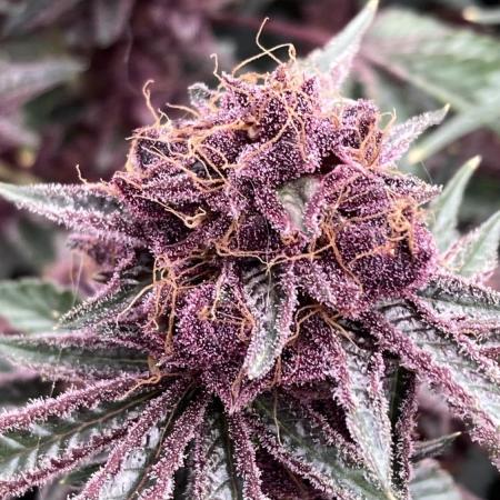 CN#6 Pora’s Purple Clones (Relentless)