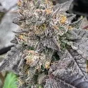 Rainbow Marker Clones (Lit Farms)