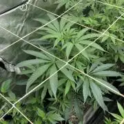 Atomic Jelly (In House Genetics)