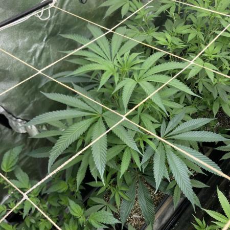 Atomic Jelly (In House Genetics)