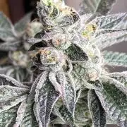 Mixed Clone Group 😸💁‍♂️