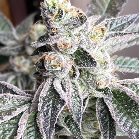 Mixed Clone Group 😸💁‍♂️