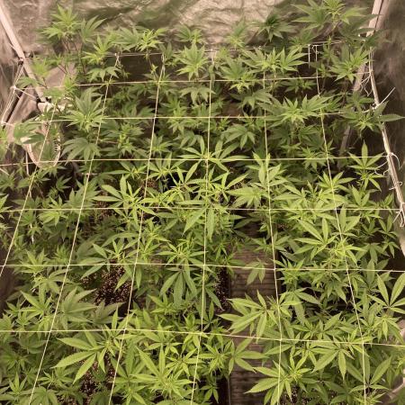 Glazed Pastries Clones (In House Gen)