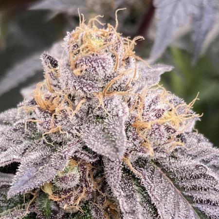 Rainbow Gelato (Wizard Trees)
