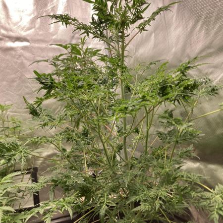 Frosty’s Purple Freak (Khalifa)