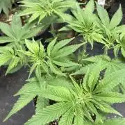 GasQuake (In House Genetics)