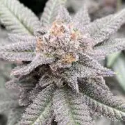 Glazed Pastries#3 (In House Genetics)