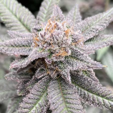 Glazed Pastries#3 (In House Genetics)