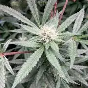 Blackcherry Punch Clones (In House Gen)