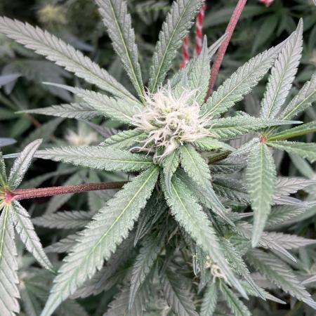 Blackcherry Punch Clones (In House Gen)