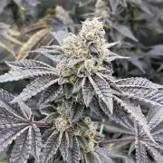 Animorph Mints ‘My Keeper Cut’