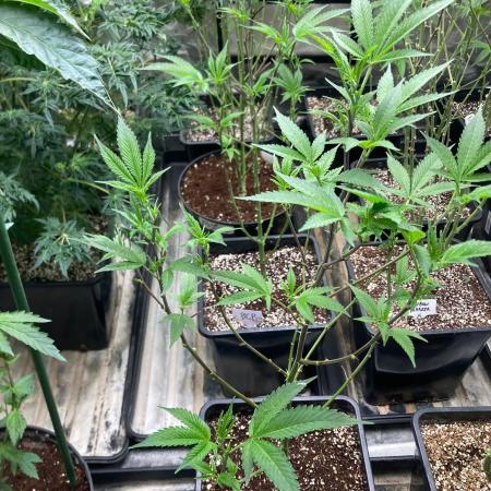 Blackcherry Punch Clones (In House Gen)