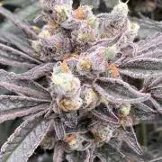 Atomic Jelly (In House Genetics)