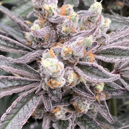 Atomic Jelly (In House Genetics)