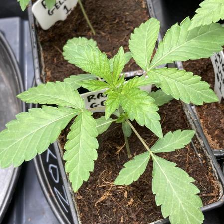 Rainbow Gelato (Wizard Trees)