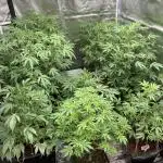 Colorado Nightshifter (Relentless)