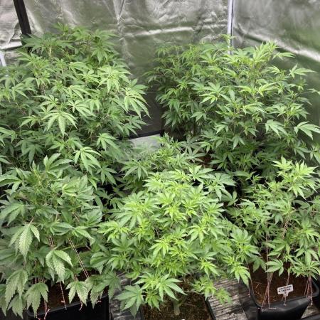 Colorado Nightshifter (Relentless)