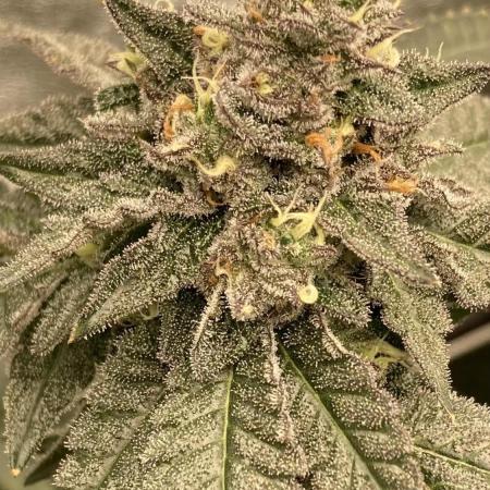 Rainbow Marker Clones (Lit Farms)