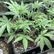 BlackCherry Punch (In House Genetics)