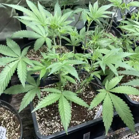 BlackCherry Punch (In House Genetics)