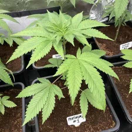 PlatinumZ (In House Genetics)