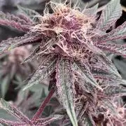 CN#6 Pora’s Purple Clones (Relentless)