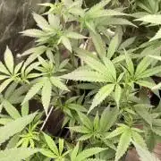 Atomic Jelly#2 (In House Genetics)