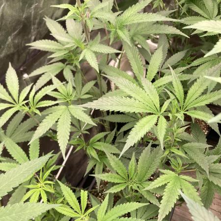 Atomic Jelly#2 (In House Genetics)