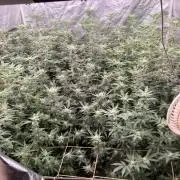 AtomicJelly#1 Clones (In House Genetics)