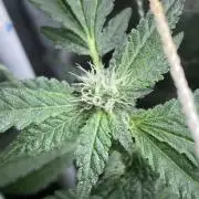 Chrome Dome Clone (Compound Genetics)
