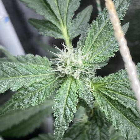 Chrome Dome Clone (Compound Genetics)