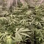 Motor OG #3 Clones (LIT Farms)