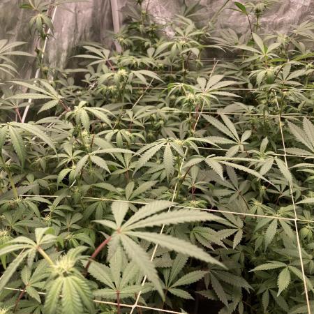 Motor OG #3 Clones (LIT Farms)