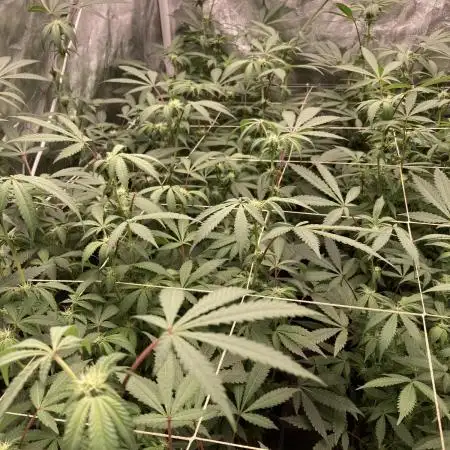 Motor OG #3 Clones (LIT Farms)