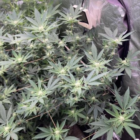 Windu (Wizard Trees)