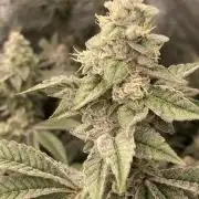 All Starz Clone (LIT Farms)