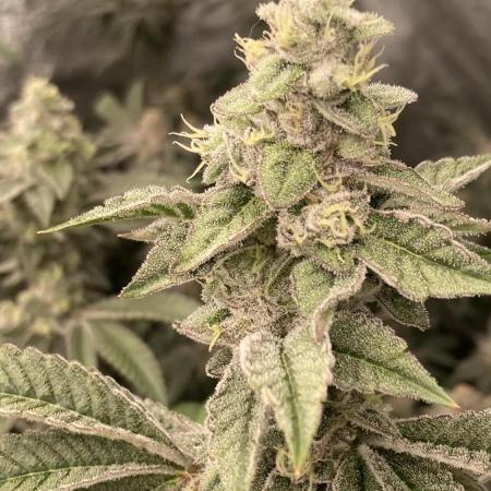 All Starz Clone (LIT Farms)