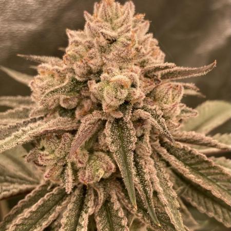 Glazed Pastries (In House Genetics)