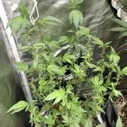 Chrome Dome Clone (Compound Genetics)