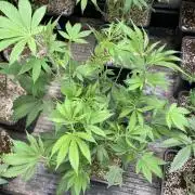 Pineapple Mojito S1