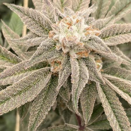 Pink Runtz x Hollywood Clones (Cookies)